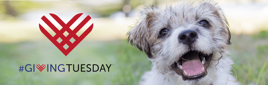 #GivingTuesday