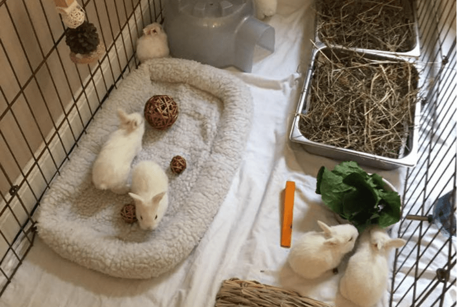 Foster Program