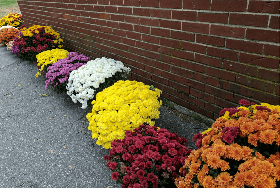 Maintenance Volunteer