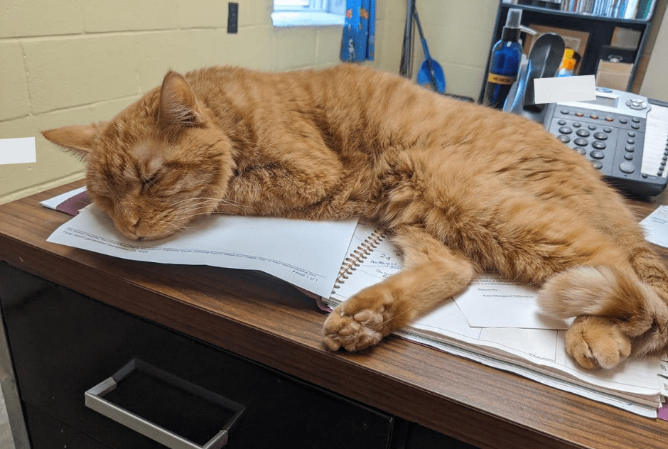 Office Assistant