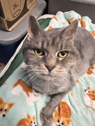 Gray cat with green eyes staring into camera, fur has been shaven down.