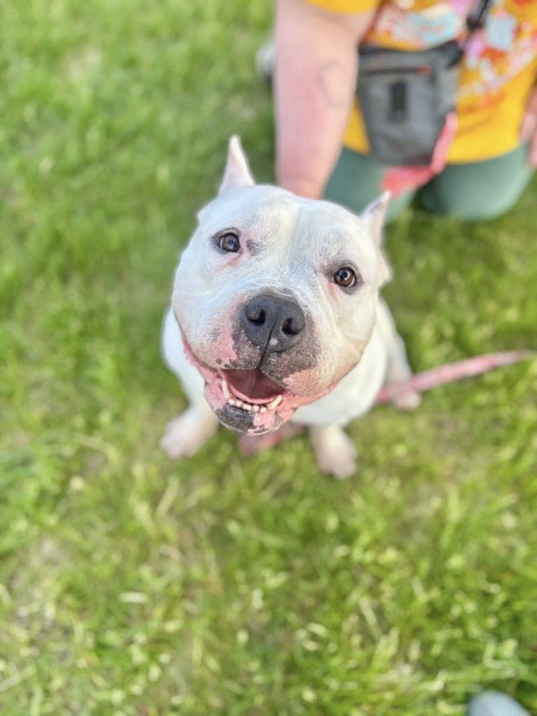 Cole- Adoptable Pet