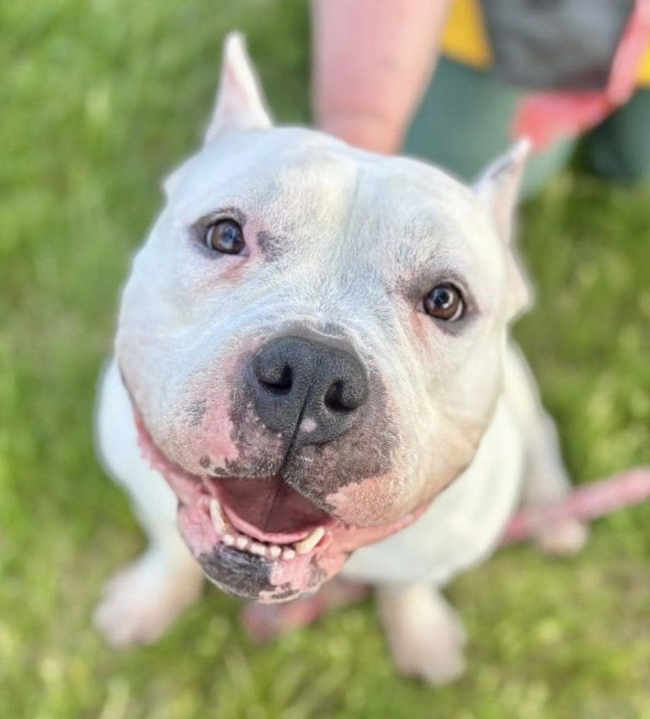 Cole- Adoptable Pet
